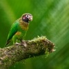 Amazonek hnedohlavy - Pyrilia haematotis - Brown-hooded Parrot o5031
